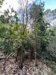 Corynocarpus laevigatus