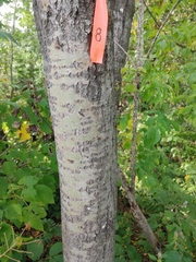 Populus grandidentata