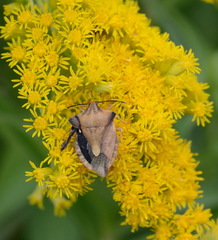 Carpocoris fuscispinus