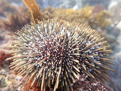 Evechinus chloroticus