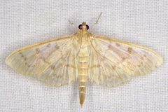 Herpetogramma theseusalis