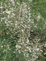 Erigeron strigosus