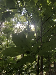 Magnolia macrophylla