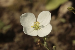 Nerisyrenia camporum
