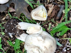 Agaricus xanthodermus