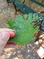 Crataegus mollis