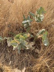 Asclepias californica