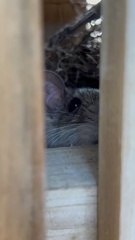 Rattus rattus
