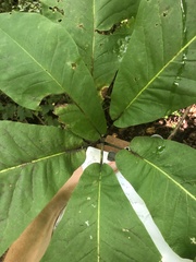 Magnolia macrophylla