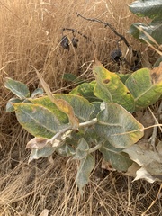 Asclepias californica