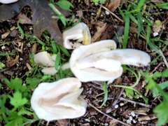 Agaricus xanthodermus