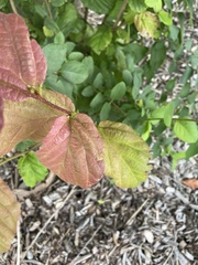 Parrotia