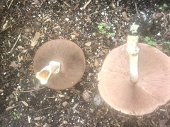Agaricus xanthodermus