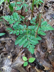 Sceptridium multifidum