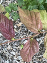 Parrotia