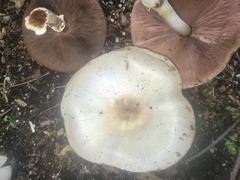 Agaricus xanthodermus