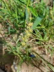 Cenchrus longispinus