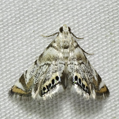 Eoparargyractis irroratalis