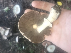 Agaricus xanthodermus