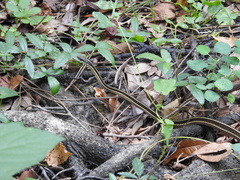 Thamnophis saurita saurita