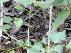 Thamnophis saurita saurita