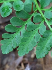 Sceptridium multifidum