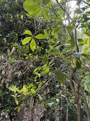 Corynocarpus laevigatus