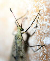 Dendroleon obsoletus