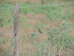 Chlorostilbon lucidus