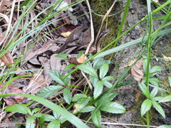 Thamnophis saurita saurita