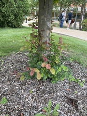 Parrotia