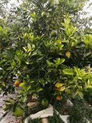 Citrus paridisi
