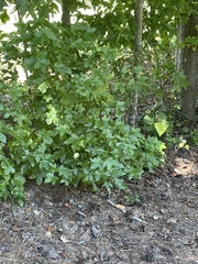 Ptelea trifoliata