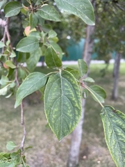 Malus prunifolia