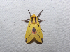Symphlebia