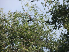 Chlorostilbon lucidus