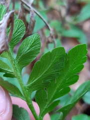 Sceptridium multifidum