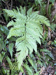 Tectaria gaudichaudii