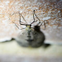 Dendroleon obsoletus