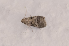 Pococera maritimalis