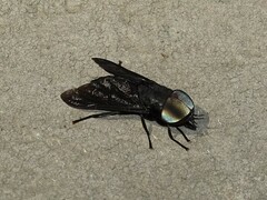 Tabanus atratus