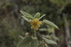 Senna bauhinioides