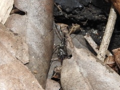 Odontomachus haematodus