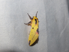 Symphlebia