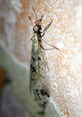 Dendroleon obsoletus