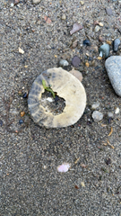 Dendraster excentricus