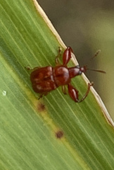 Euscelus