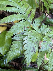 Tectaria gaudichaudii