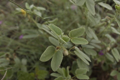 Senna bauhinioides