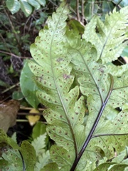 Tectaria gaudichaudii